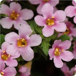 Bacopa Scopia Great Pink