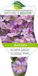 Bacopa Scopia Great Pink