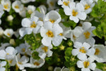 Bacopa Scopia Gulliver Snow