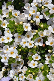 Bacopa Scopia Gulliver Snow