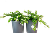 Bacopa Scopia Gulliver Snow