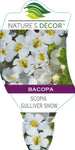 Bacopa Scopia Gulliver Snow