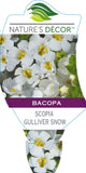 Bacopa Scopia Gulliver Snow