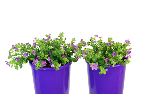 Bacopa Scopia Gulliver Violet