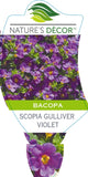 Bacopa Scopia Gulliver Violet