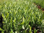 Banksia ashbyi Dwarf