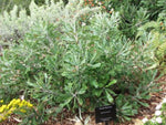 Banksia baueri