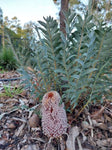 Banksia blechnifolia