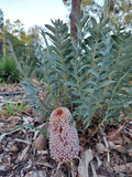 Banksia blechnifolia