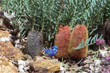 Banksia blechnifolia