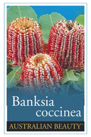 Banksia coccinea