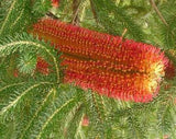 Banksia ericifolia