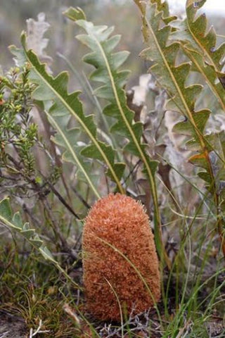 Banksia gardneri