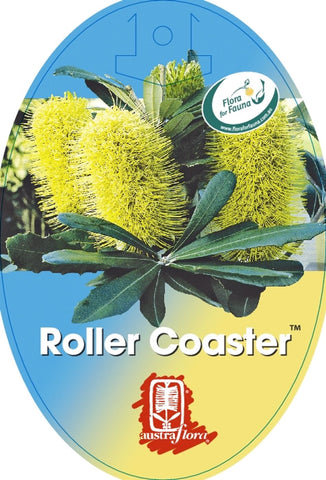 Banksia integrifolia Roller Coaster (grafted)