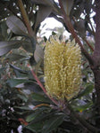 Banksia integrifolia Sentinel