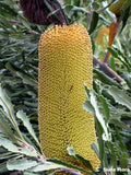 Banksia media