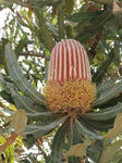 Banksia menziesii