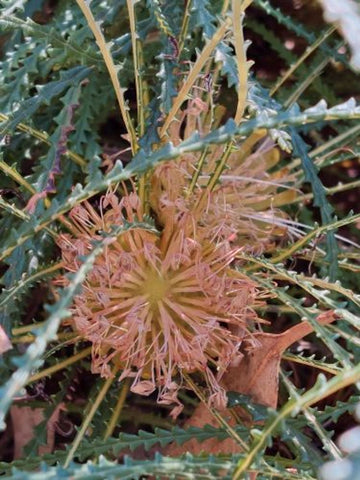 Banksia nivea