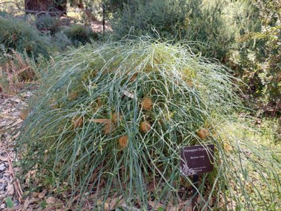 Banksia nivea – Greener Garden Supplies