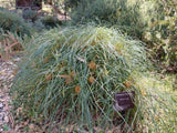 Banksia nivea