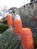 Banksia prionotes Dwarf