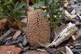 Banksia repens