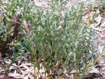 Banksia repens