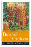 Banksia spinulosa