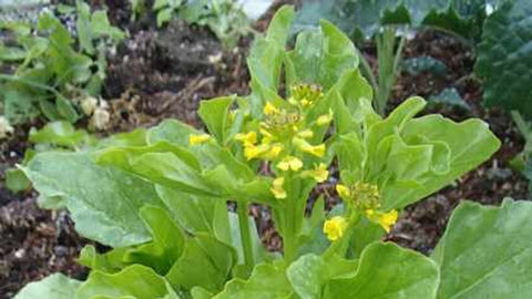 Barbarea australis (Tucker Bush Native Wintercress)