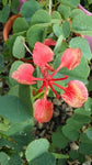 Bauhinia galpinii