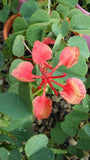 Bauhinia galpinii