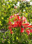 Bauhinia galpinii