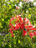 Bauhinia galpinii