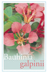 Bauhinia galpinii