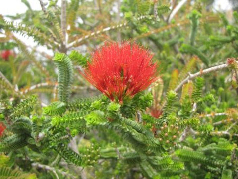 Beaufortia squarrosa