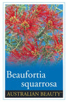 Beaufortia squarrosa