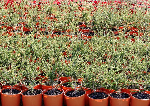 Beaufortia squarrosa (Orange Form)