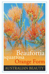 Beaufortia squarrosa (Orange Form)