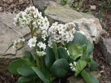 Bergenia Bressingham White