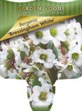 Bergenia Bressingham White