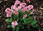 Bergenia Dragonfly Sakura