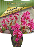 Bergenia Dragonfly Sakura