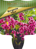 Bergenia Flirt