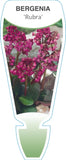 Bergenia Red Beauty