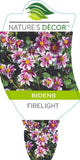 Bidens Firelight