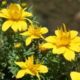 Bidens Goldilocks Rocks