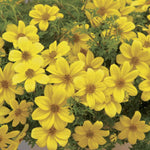 Bidens Mexican Gold