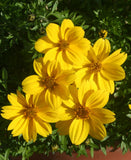 Bidens Rockstar