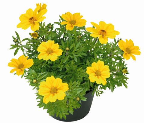 Bidens Rockstar