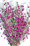 Boronia Plum Bells